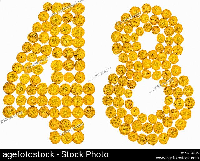 Arabic numeral 48, forty eight, from yellow flowers of tansy, isolated on white background The tansy - a plant of the daisy family with yellow flat-topped...
