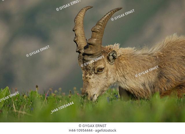 Switzerland, Europe, Churfirsten, mammal, alps animal, Artiodactyl, ruminat, Capricorn, Capra ibex, beak, goatish, alps