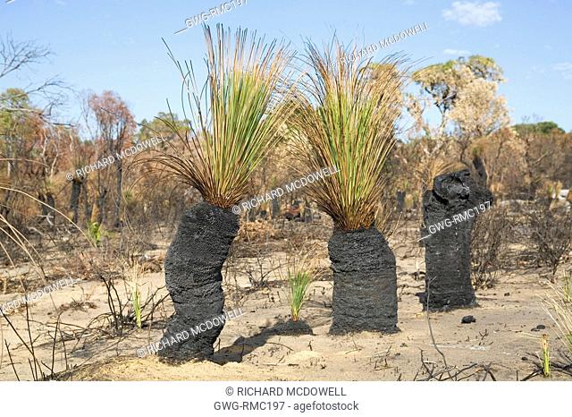 NEW GREEN SHOOTS GROWING OUT OF BURNT NATIVE WESTERN AUSTRALIAN XANTHORRHOEA GRASS TREES AFTER A BUSHFIRE