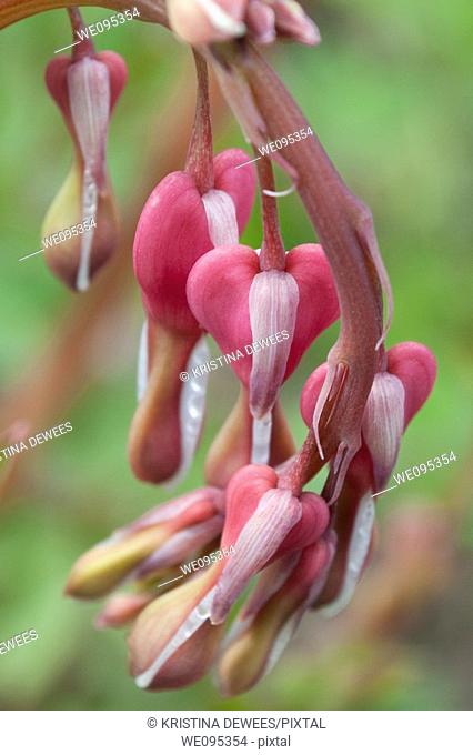 A pink bleeding heart about to bloom in Spring