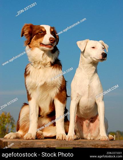 portrait of a purebred jack russel terrier and a puppy australian shepherd