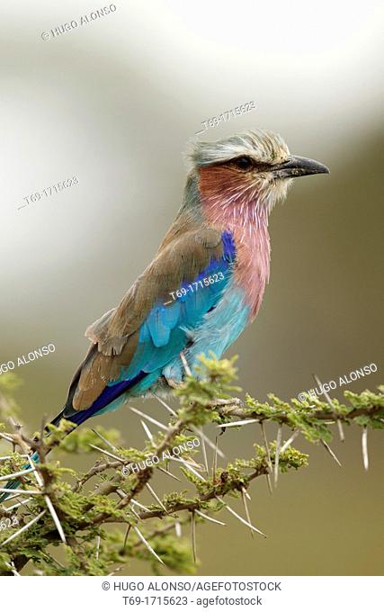 Abyssinian Roller. Coracias abyssinicus