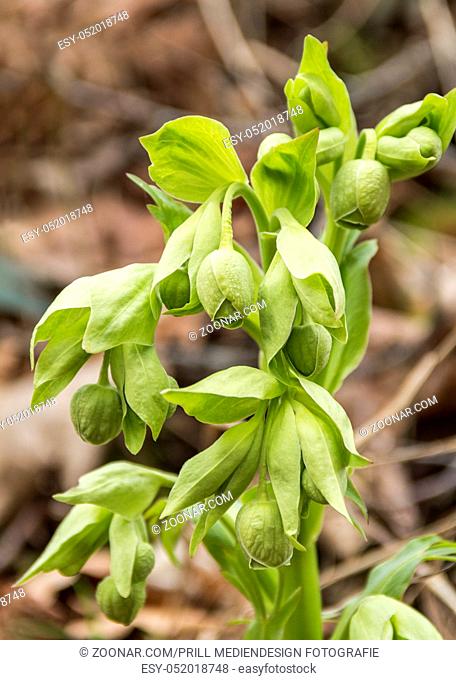 stinking hellebore detail in forest ambiance
