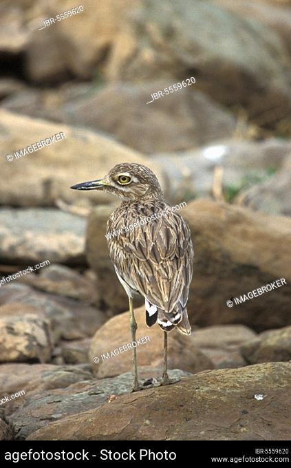 Senegal thick-knee (Burhinus senegalensis), Senegalese owl, Animals, Birds, Waders, Thick-knee Lake Baringo, Kenya, Senegal, Africa