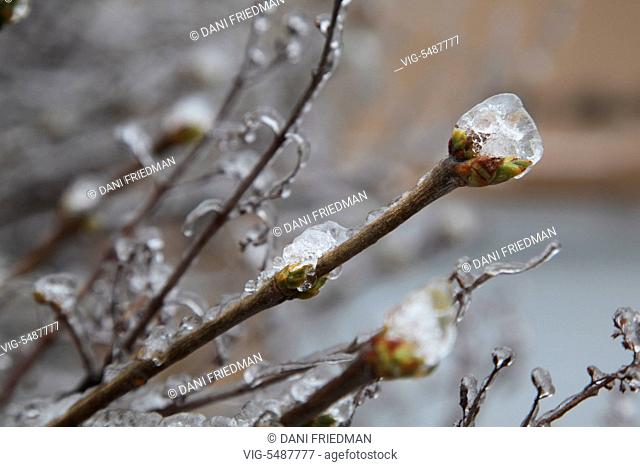 Buds on the branches of a tree covered in ice after an ice storm in Toronto, Ontario, Canada. - TORONTO, ONTARIO, CANADA, 24/03/2016