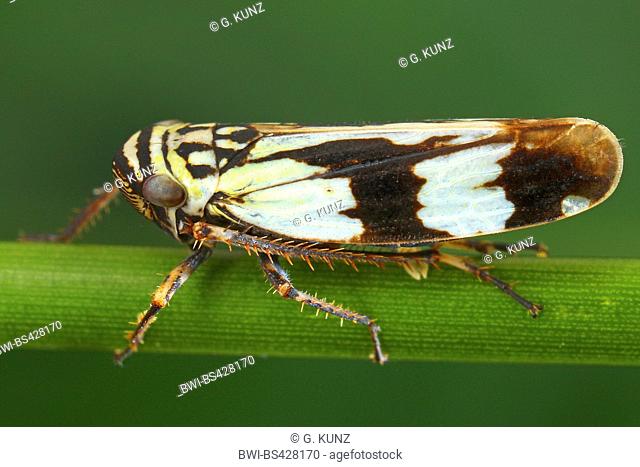 leafhopper (Aglena ornata), on a stem, Romania