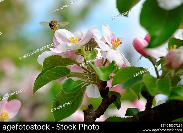 Apfelblüten mit einer Biene - Der Kulturapfel ist eine weithin bekannte Art aus der Gattung der Äpfel in der Familie der Rosengewächse