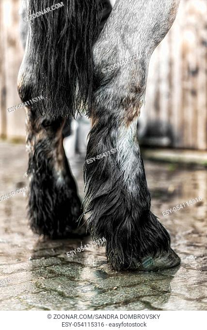 Close-up from legs of a horse beeing washed