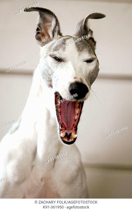 Whippet yawning