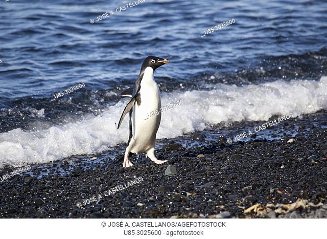 Antarctica. Adelie penguin (Pygoscelis adeliae) on the rocky beach of Brown Bluff. East coast of Tabarin Peninsula, on the South-western coast of the Antarctic...