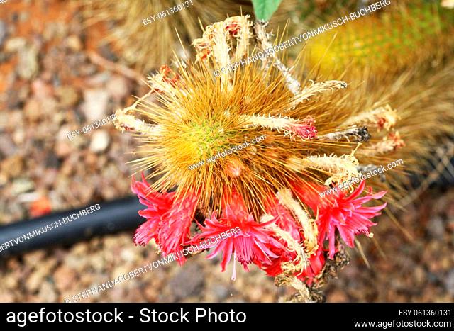cleistocactus icosagonus