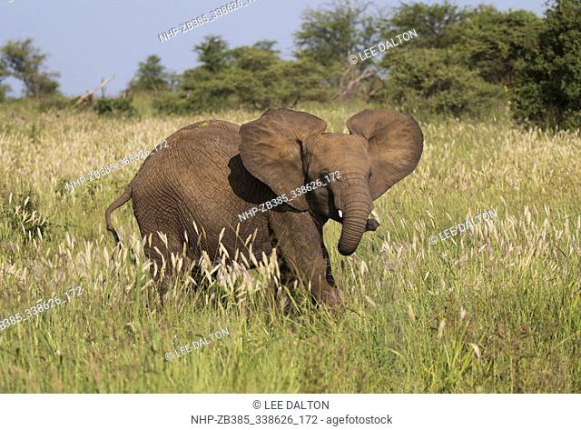 African Elephant (Loxodonta africana) juvenile, Serengeti National Park, Tanzania