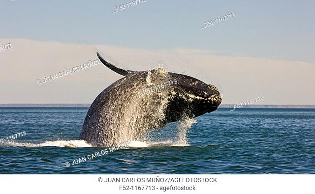Southern Right Whale (Eubalaena australis), Peninsula Valdes, Patagonia, Argentina