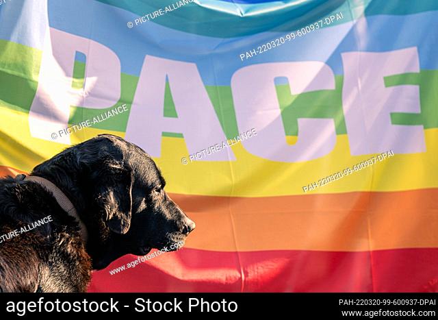 20 March 2022, Bremen: Bruno, a Labrador-Golden Retriever mix, sits in front of a PACE banner during the rally against the war in Ukraine at Domshof