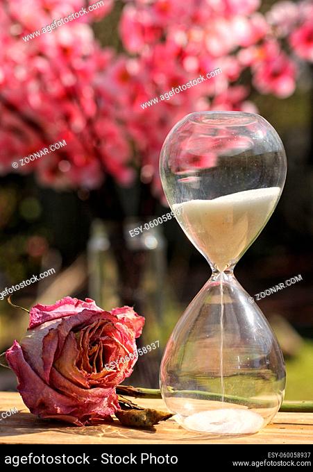 Dry Rose WIth Hourglass