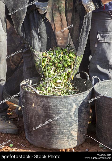 Laborers couple transfers olives from collection net to the harvesting bucket. Table olives harvest season scene