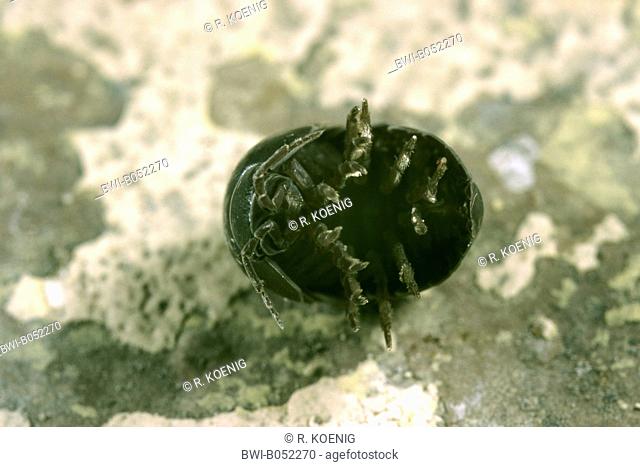 common woodlouse, common pillbug, sow bug (Armadillidium vulgare), rolled-up, Germany