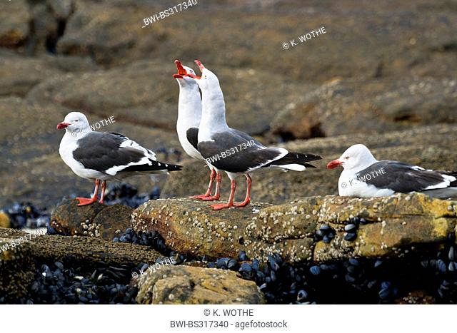 Magellan gull (Gabianus scoresbii, Leucophaeus scoresbii), four Magellan gulls on coastal rock, Falkland Islands, New Island