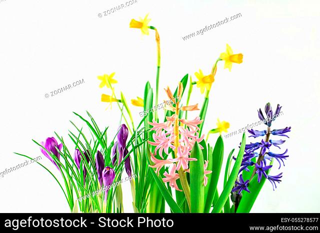 Assortment of potted spring flowers - crocus, hyacinths and daffodils on white background