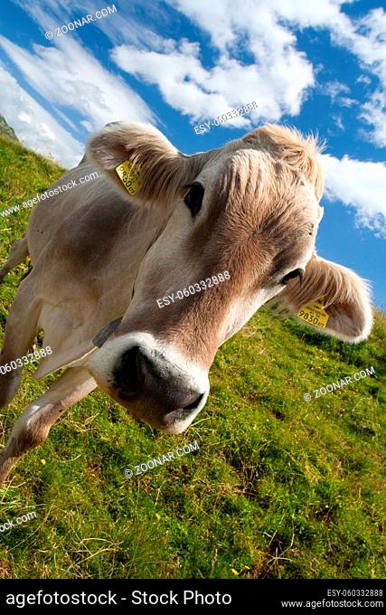 Alpine cow on a green meadow. Very close view