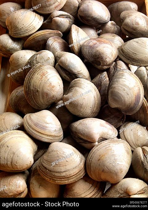 Fresh Middle Neck Clams