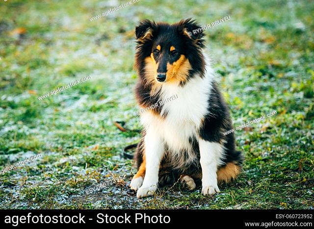 Small Young Shetland Sheepdog, Sheltie, Collie Puppy Sit In Grass Outdoor