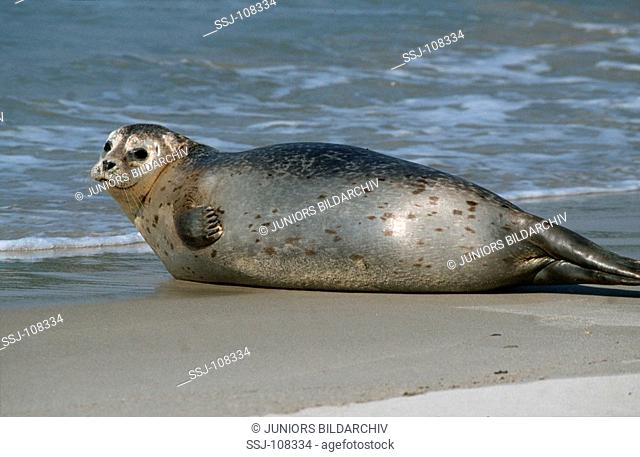 common seal , harbour seal / Phoca vitulina