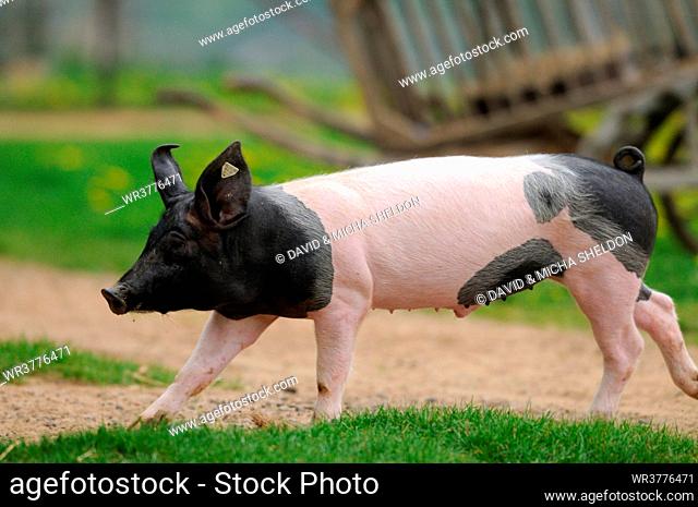 Swabian-Hall Swine running