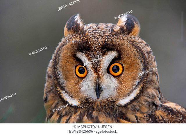 long-eared owl (Asio otus), portrait, front view, Germany, Bavaria