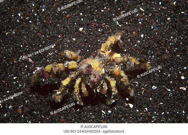 Spider decorator crab (Camposcia retusa), superbly camouflaged by the pieces of sponge and debris it always attaches to the tiny hairs on its body and legs
