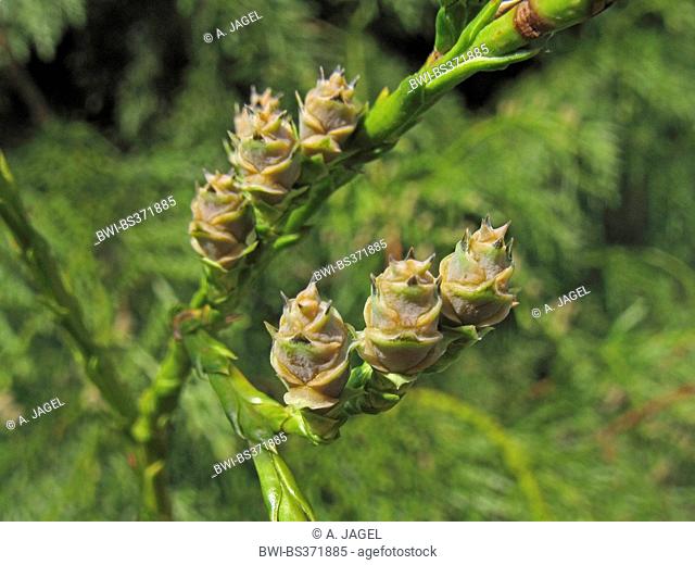 red cedar (Thuja plicata), branch with young cones