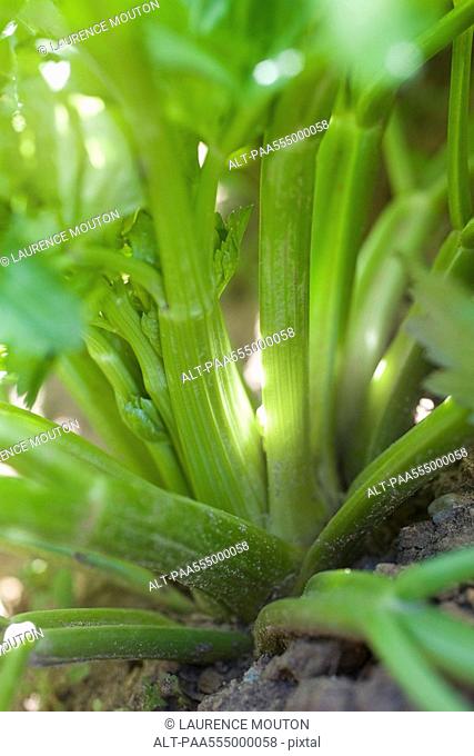 Celery plant, close-up of stalks