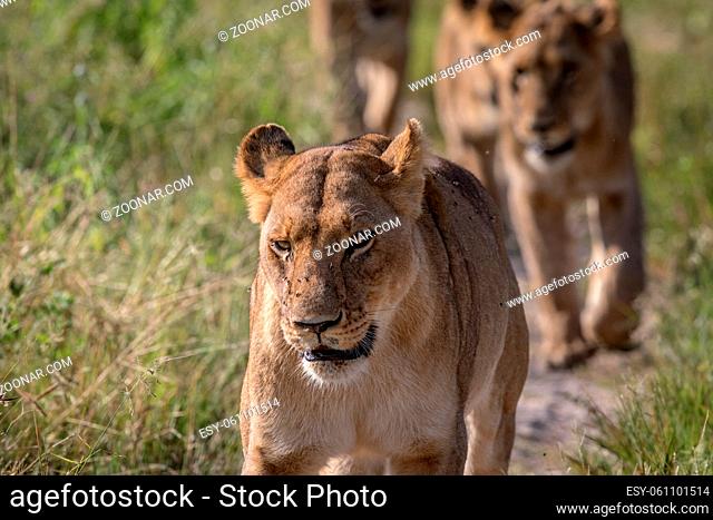 Lions walking towards the camera in the Chobe National Park, Botswana