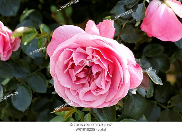 Rosa Leonardo da Vinci, Shrub rose, Nostalgic Rose