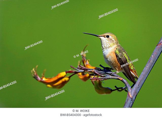 rufous hummingbird (Selasphorus rufus), female sits on a flower, Canada, British Columbia, Vancouver Island