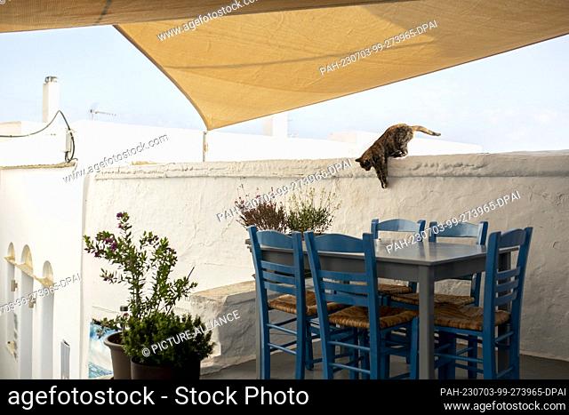 16 June 2023, Greece, Tinos: A cat is seen in a taverna in the main square of Kardiani village on the island of Tinos in the Cyclades