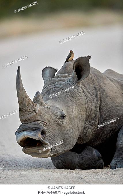 White Rhinoceros (Ceratotherium simum) yawning, Kruger National Park, South Africa, Africa