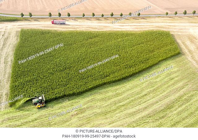 19 September 2018, Saxony, Naundorf: With a specially developed harvesting machine, a farmer harvests cannabis (recorded with a drone)