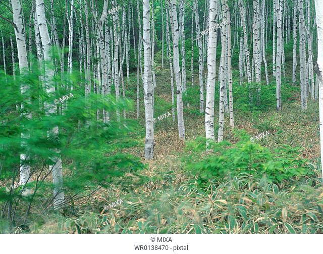 Siberian silver birch trees in forest