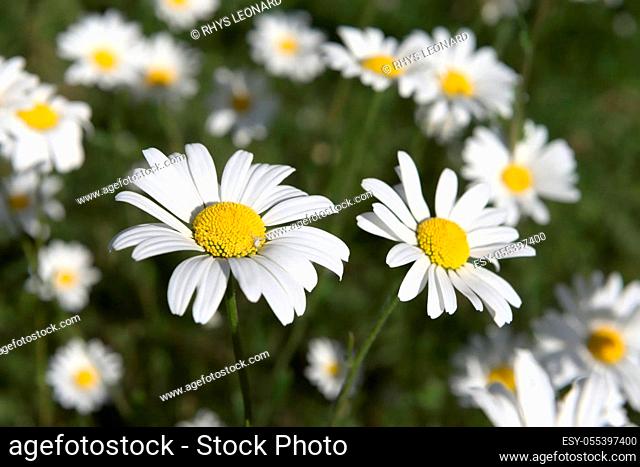 a small white spider perches on the the nearest daisy that is the focus of this patch of shasta daisies. In natural sunlight