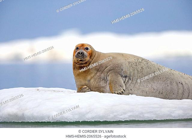 United States, Alaska, Arctic National Wildlife Refuge, Kaktovik, Bearded seal (Erignathus barbatus), on the ice floe