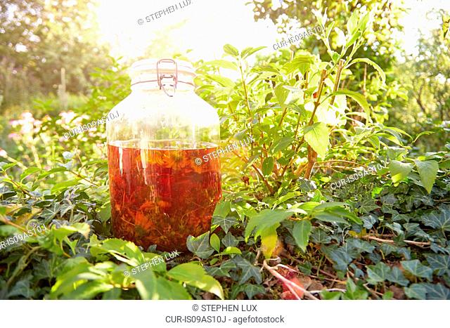 Jar of arnica flowers in herb garden
