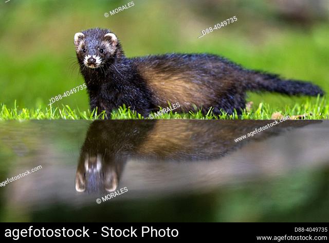France, Brittany, Ille et Vilaine), European polecat (Mustela putorius), drinking from a pond, water level digitaly modified