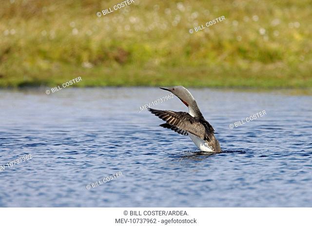 Red Throated Diver - stretching wings (Gavia stellata)