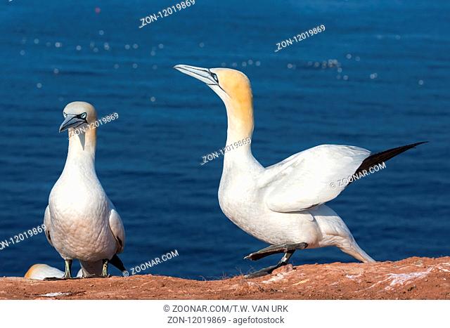 Couple of Northern gannets in breeding colony at German Helgoland island