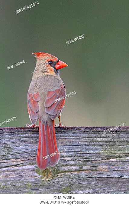 Common cardinal, Red cardinal (Cardinalis cardinalis), female sits on a fence, USA, Florida, Myakka National Park
