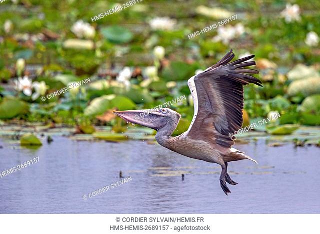 Sri Lanka, Yala national patk, Spot-billed pelican or grey pelican (Pelecanus philippensis), drinking during the flight