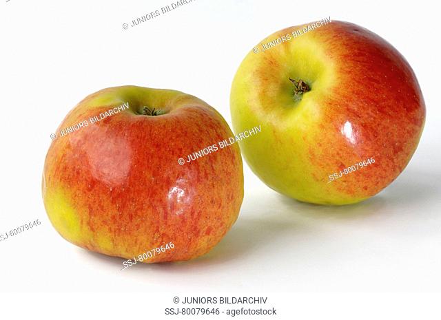 DEU, 2008: Domestic Apple (Malus domestica), variety: Topaz, two fruit, studio picture