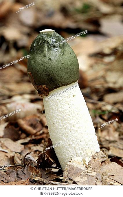 Stinkhorn mushroom (Phallus impudicus)