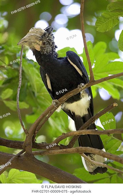 Silvery-cheeked Hornbill, Lake Manyara, Tanzania, Bycanistes brevis, Perched on branch